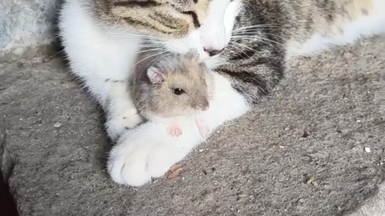 cat and mouse frindship video