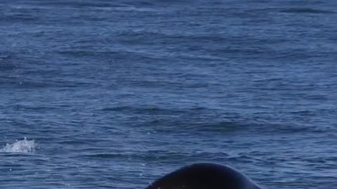 Sea lions playing