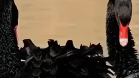 ABSOLUTELY BEAUTIFUL BLACK SWANS IN SYNCHRONIZATION