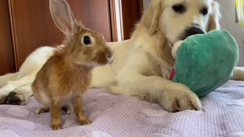 Dog and Rabbit Play on the Bed