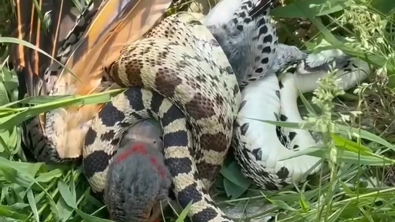 brave bird fight a snake to protect its nest! .