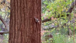 Handsome Nuthatch