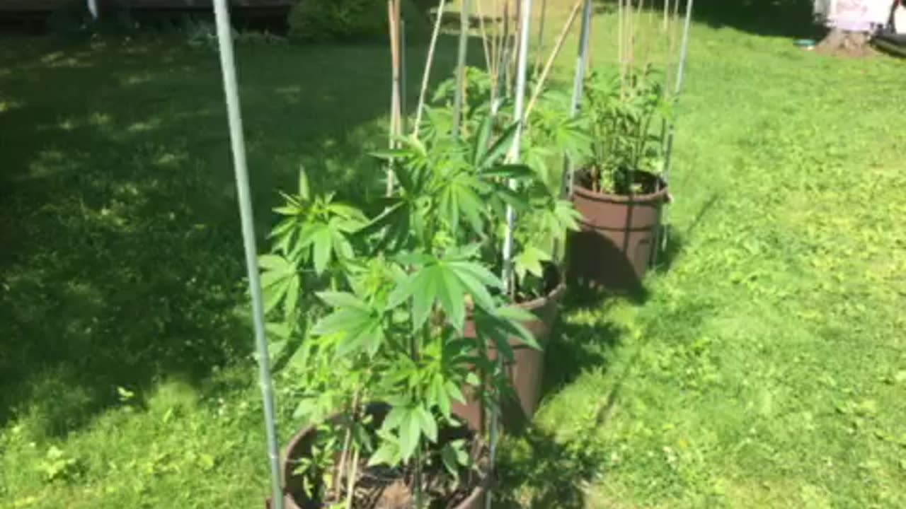 We’re all so screwed p finale Juneteenth 🧨 (the week in f*cking review)