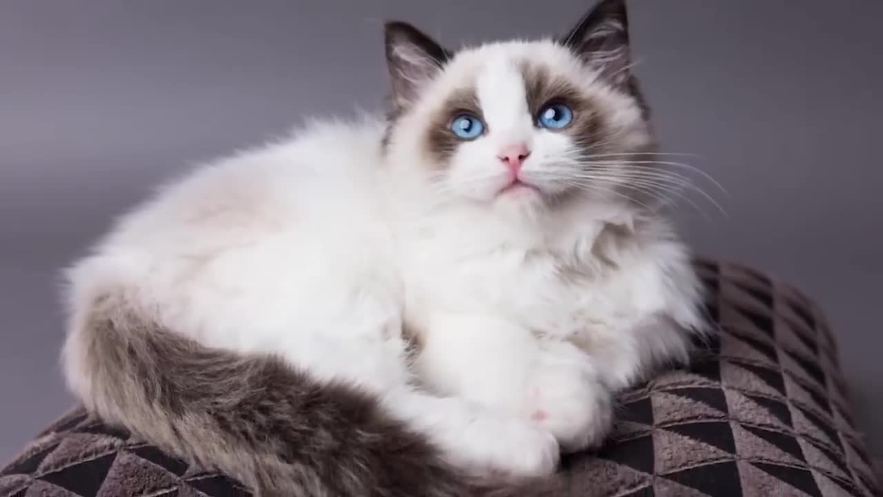 The BIGGEST CAT BREEDS In The World