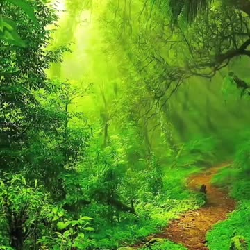 Relaxation nature sound of birds #shorts #viral.