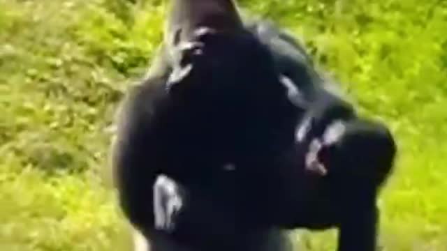 Hilarious Wife gorilla fights her husband.