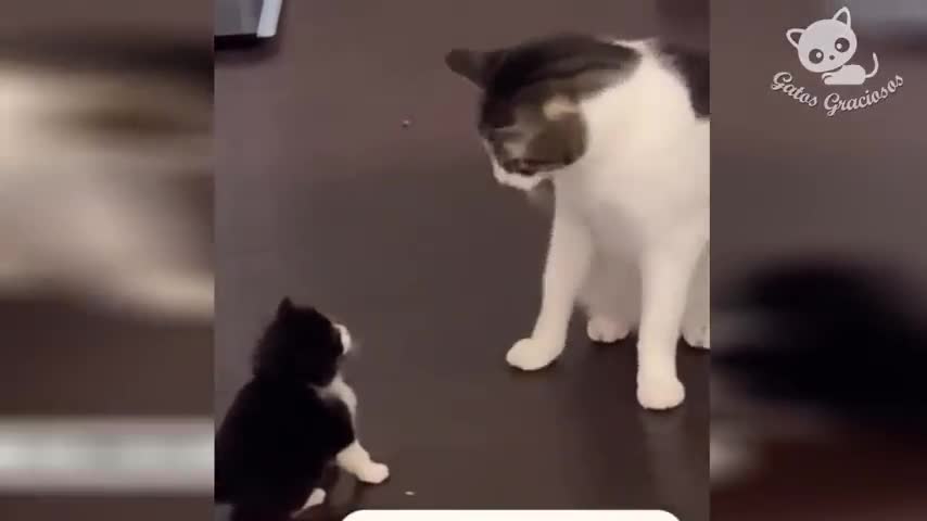 Graceful cats making art