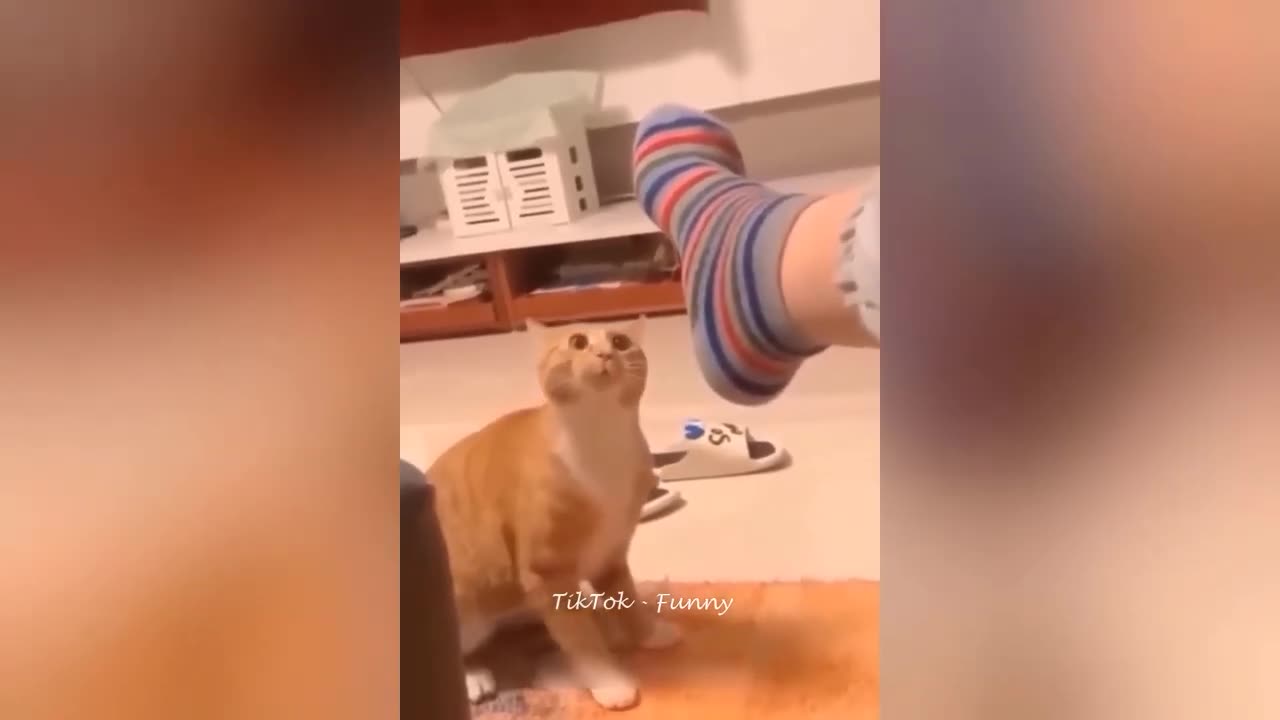 Funniest dog and cat😻 funny video