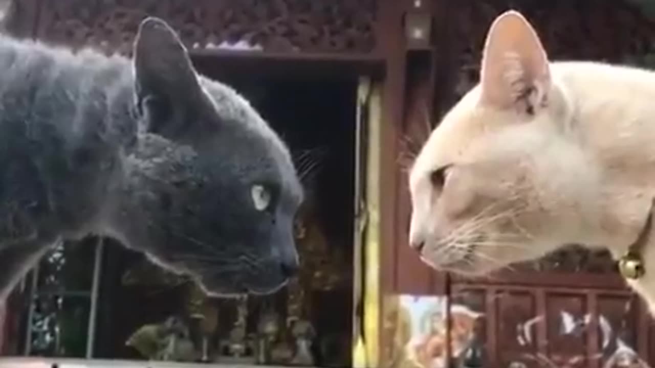 Crazy funny cats fight