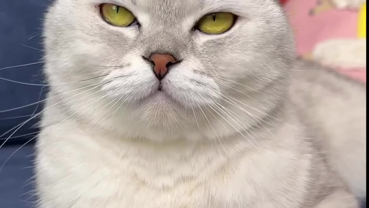 Funny cat 🐈 video