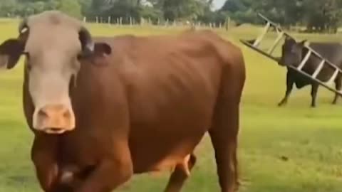 Old cows are not easy to mess with.