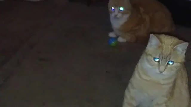 Cats are Funny