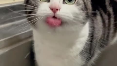 Cute and funny cat video.