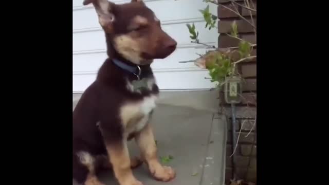 GERMAN SHEPHERDS! - Funny DOG VIDEOS compilation