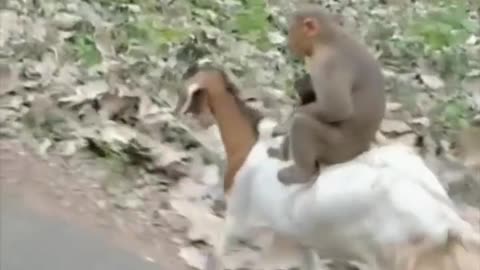 Monkey ride