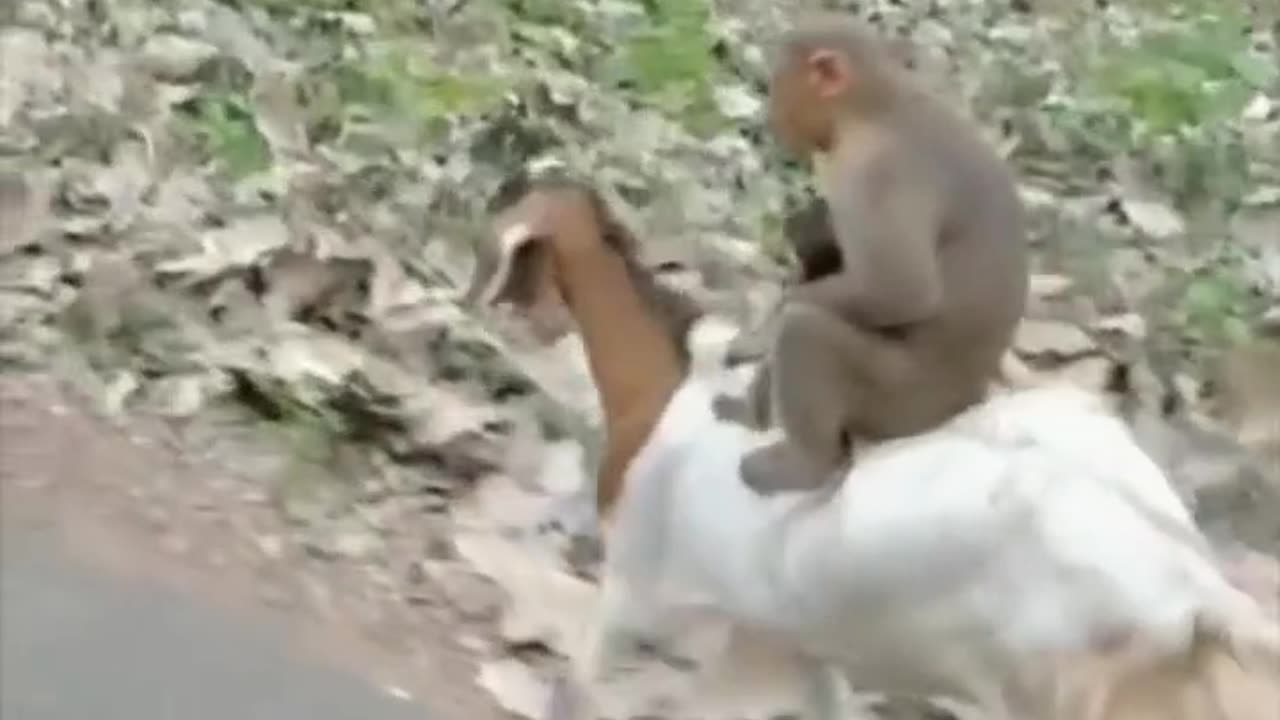 Monkey ride