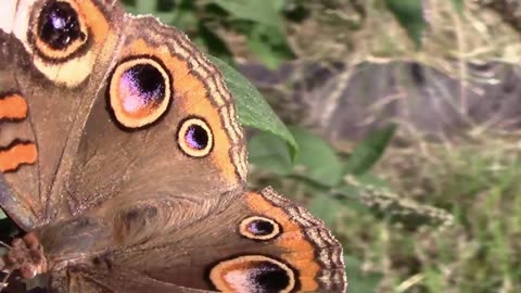 Closeup Look at a Common Buckeye Butterfly on a Butterfly Bush