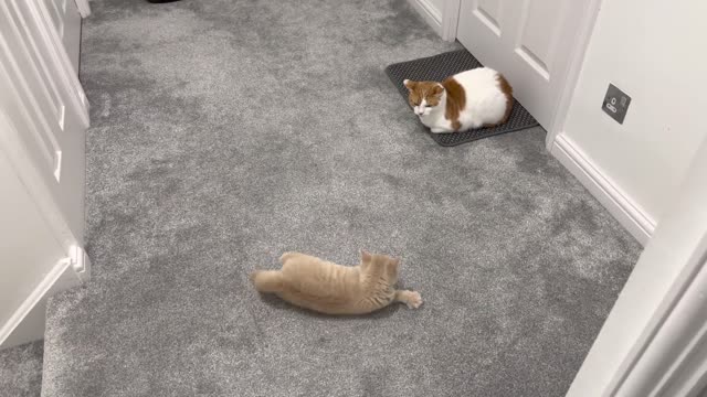 New Kitten Intimidates Cat