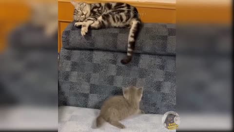 Funny cat videos