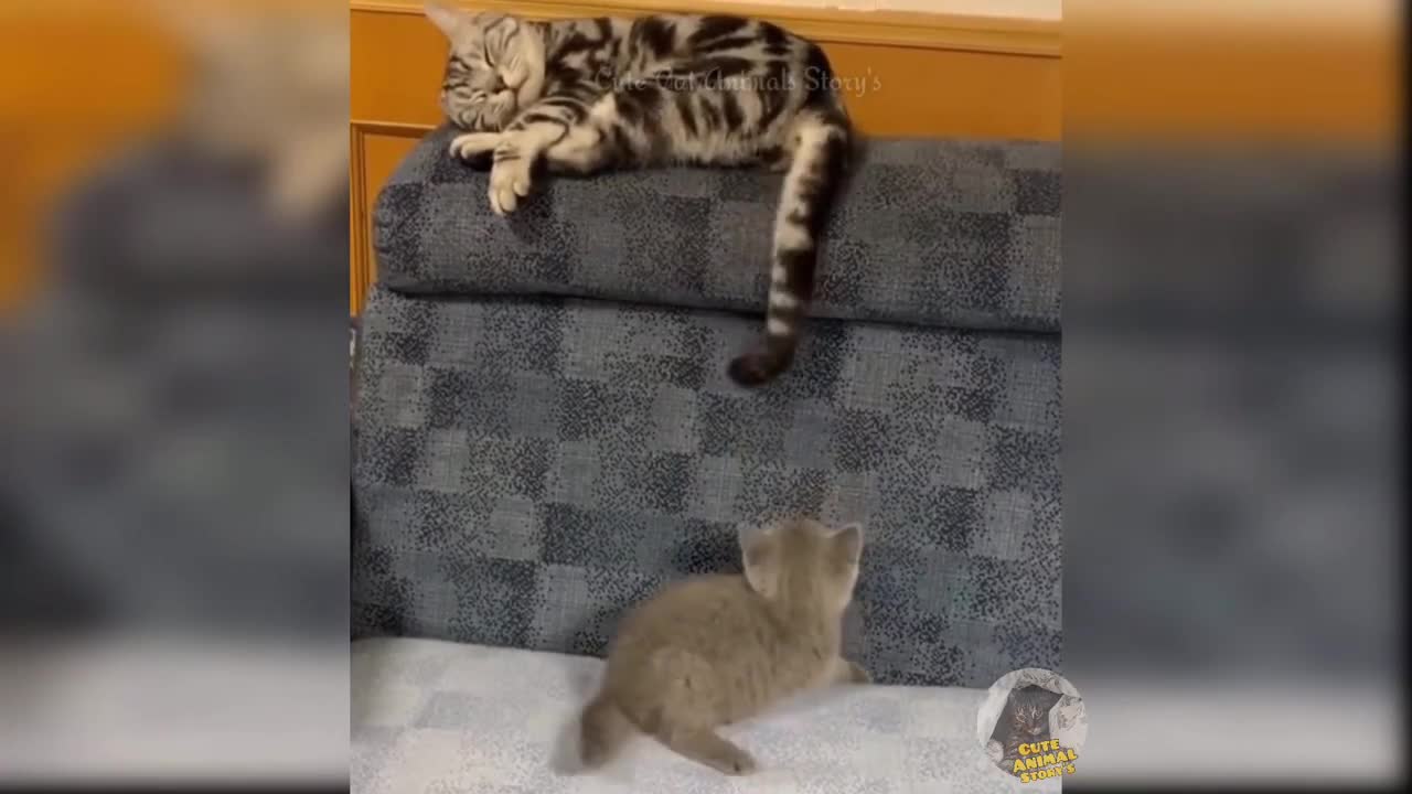 Funny cat videos