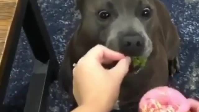 Algo que é feliz