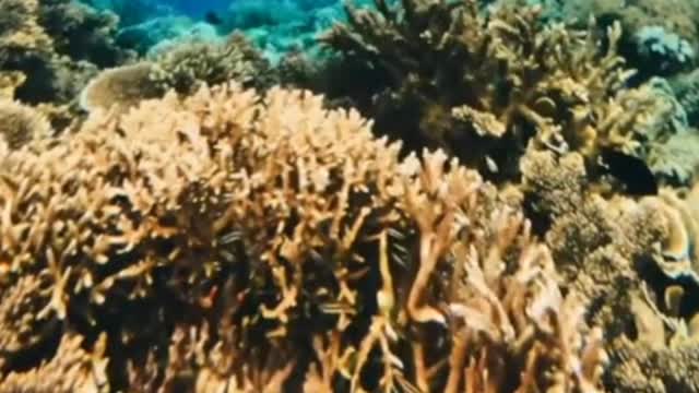 Surfing Labuan Bajo, Komodo island, Indonesia