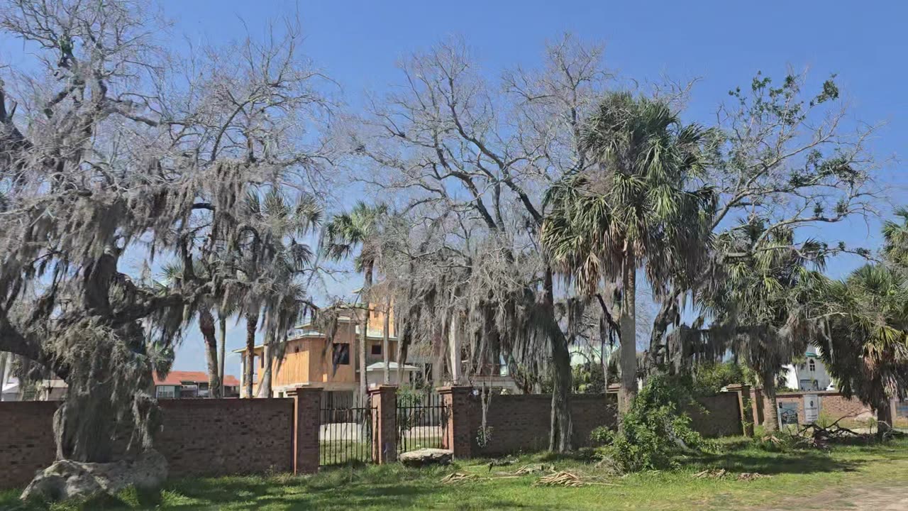 Unreal dead trees in Florida from bad water !