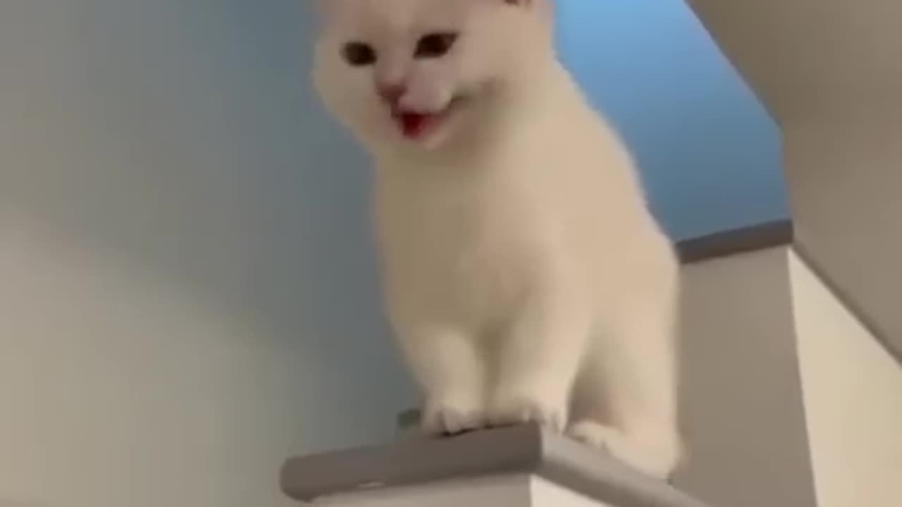 Funny Cat Video 😇🥰😄.