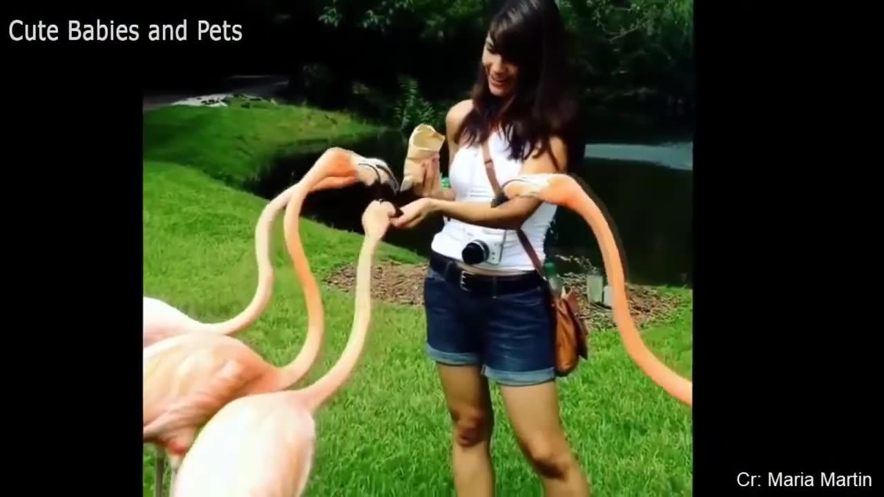 Funny Animals Scarring And Chasing People 2023 Compilation