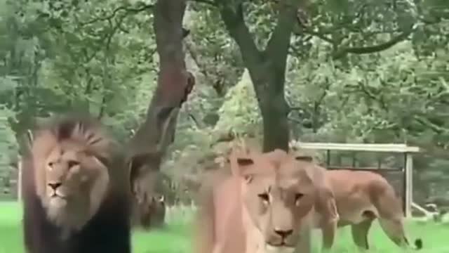 Lions