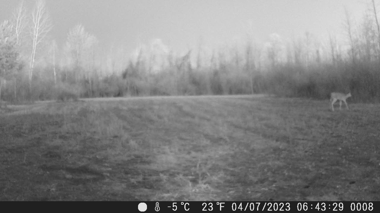 Morning deer at tower plot