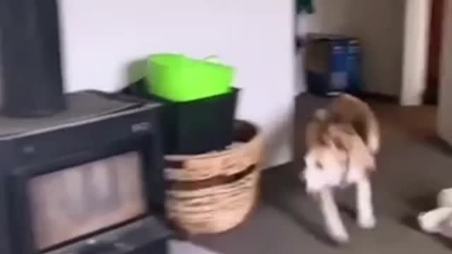 dogs frolic