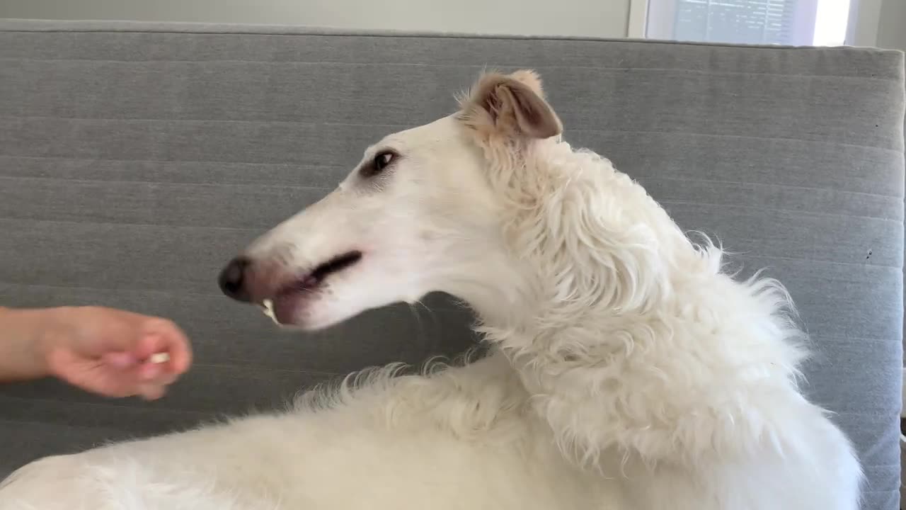 Lily the Borzoi - Eating Popcorn