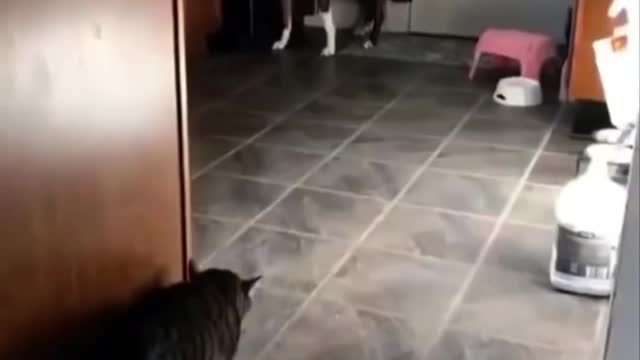 Funniest Animals Videos 2022 Best Funny Cats and Dogs Videos