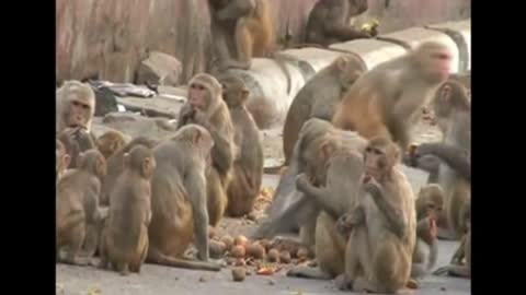 Monkeys force residents to be prisoners in own homes