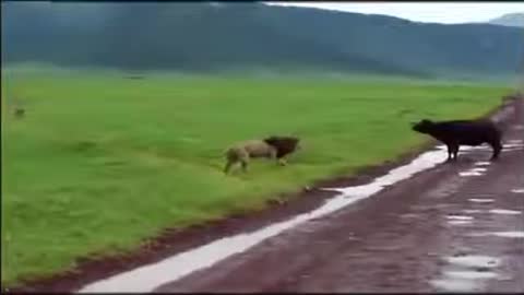 Lion attack buffalo