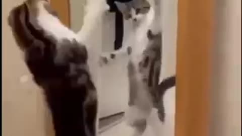 Funny cats videos Clips MP4