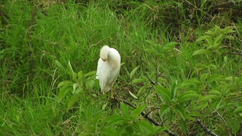 Breathtaking Colorful Birds of the Rainforest2 clips.YdUjYd