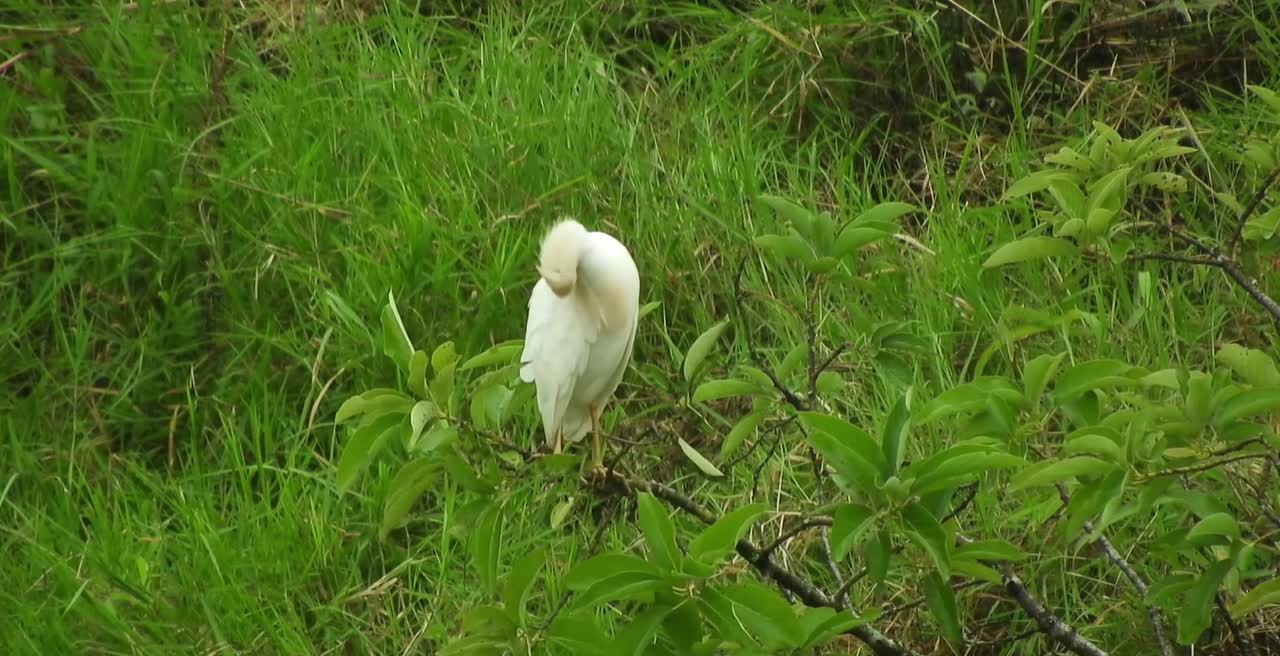 Breathtaking Colorful Birds of the Rainforest2 clips.YdUjYd