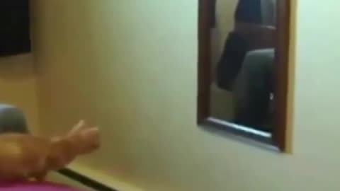 FUNNY CAT FAIL 😆