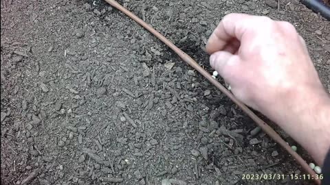 How I Am Sowing Peas