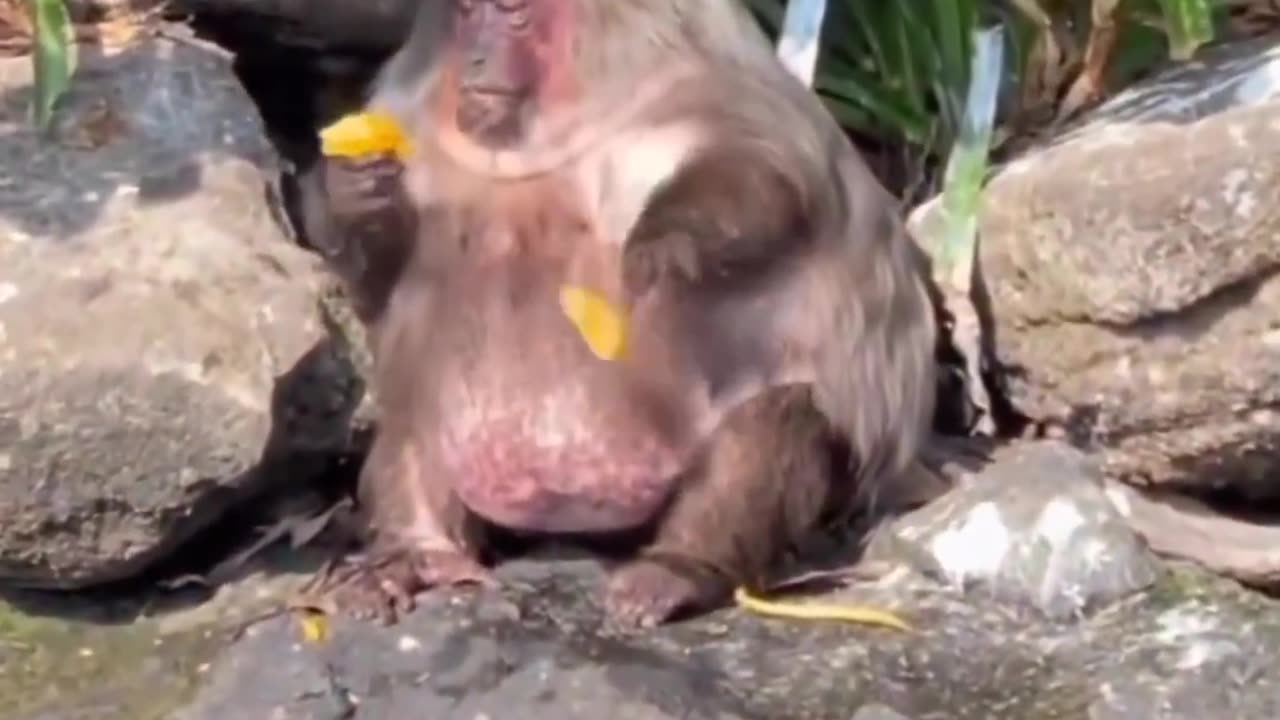 Funny animals 😂 #funny #animals