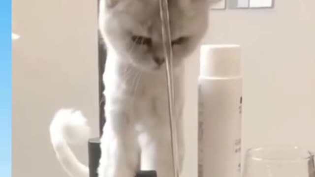 Funny animals video #short