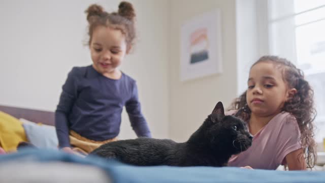 Mama Cat Takes Back Crying Kitten From Toddler