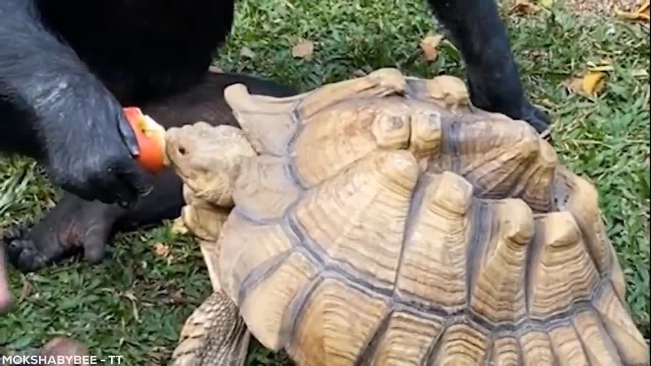 Lion sees his master after 7 years