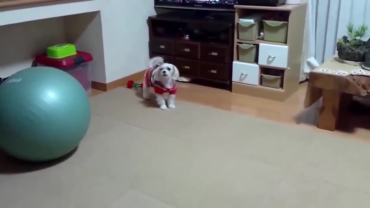 The Best Dogs In the World