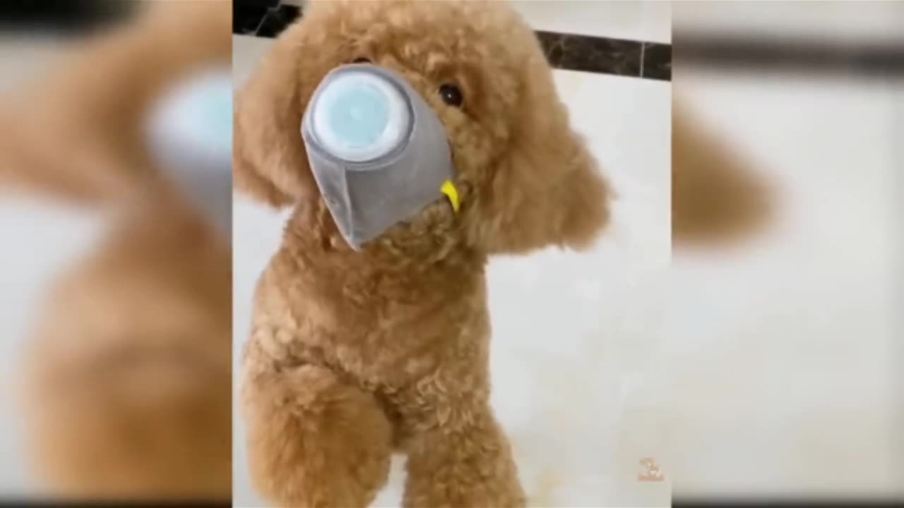 Cute 🥰 Dog 🐶 🤭...