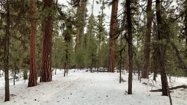 Ochoco National Forest – Bandit Springs Sno-Park – Central Oregon – 4K