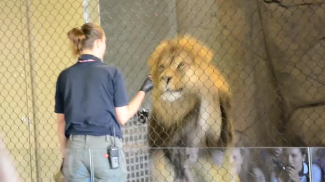 HUGE Male Lion Shocks Audience with Display