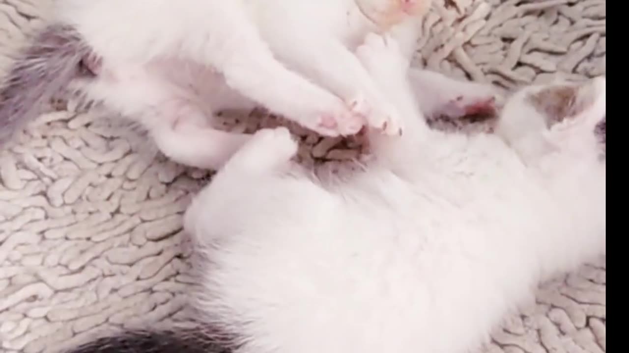 Cutest kittens fights